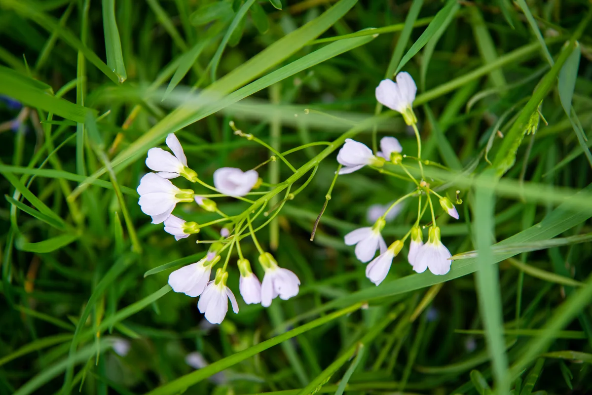 Nachaufnahme einer Blüte des Wiesenschaumkrauts.